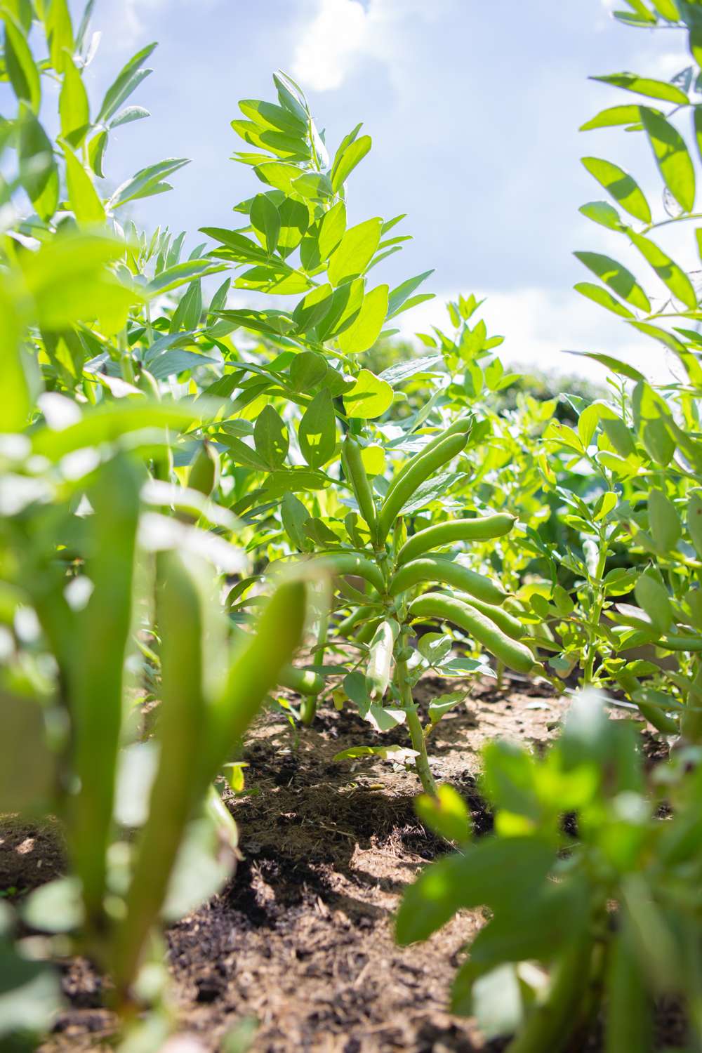 Bondböna 'Ratio' (BIO frö)